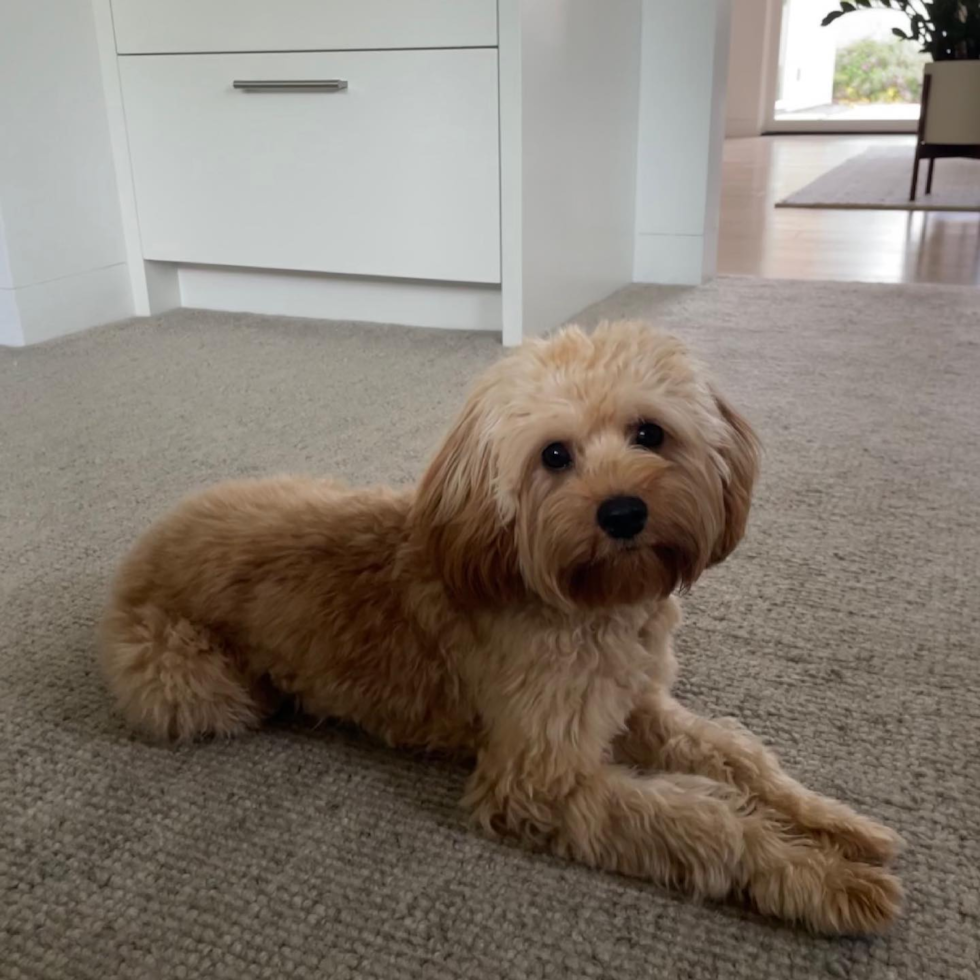 Funny Cavapoo Poodle Mix Pup