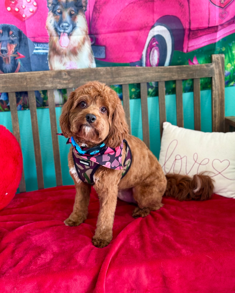 Sweet Cavapoo Pup