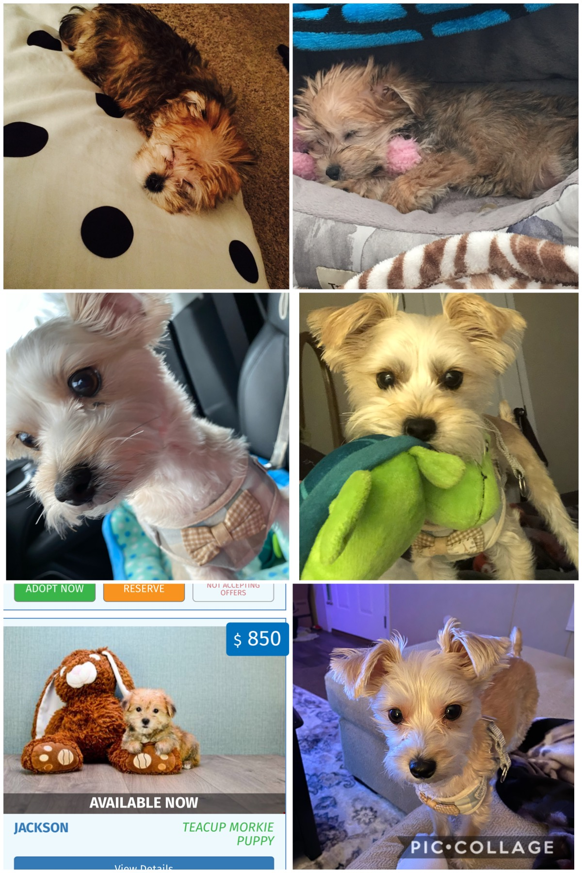 Popular Morkie Designer Pup