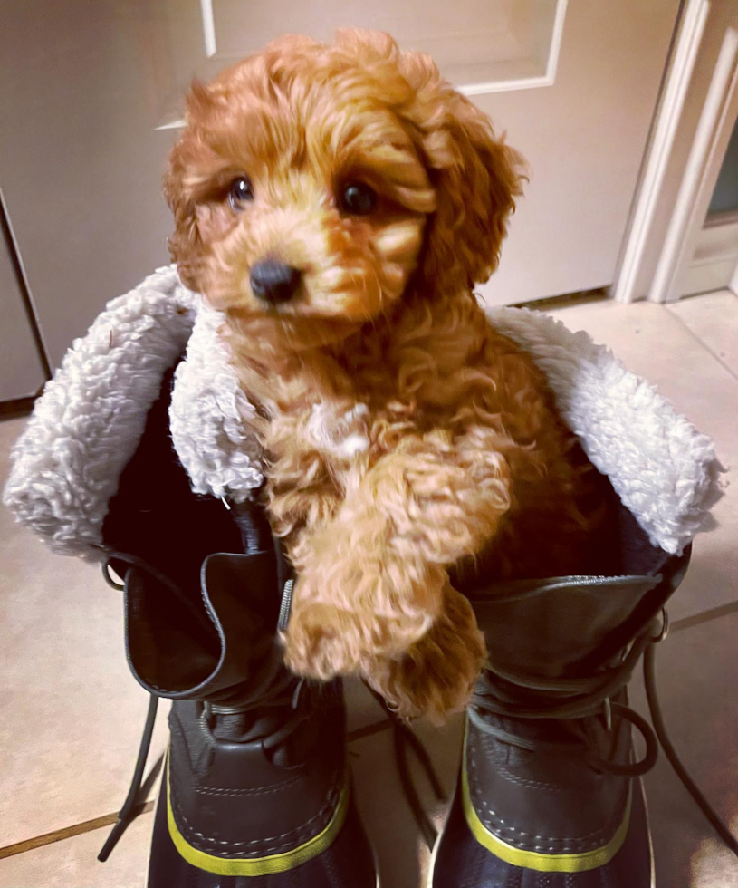 Cavapoo Being Cute