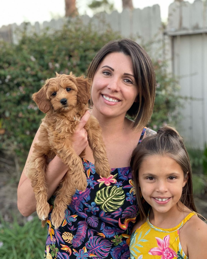 Hypoallergenic Golden Retriever Poodle Mix Pup