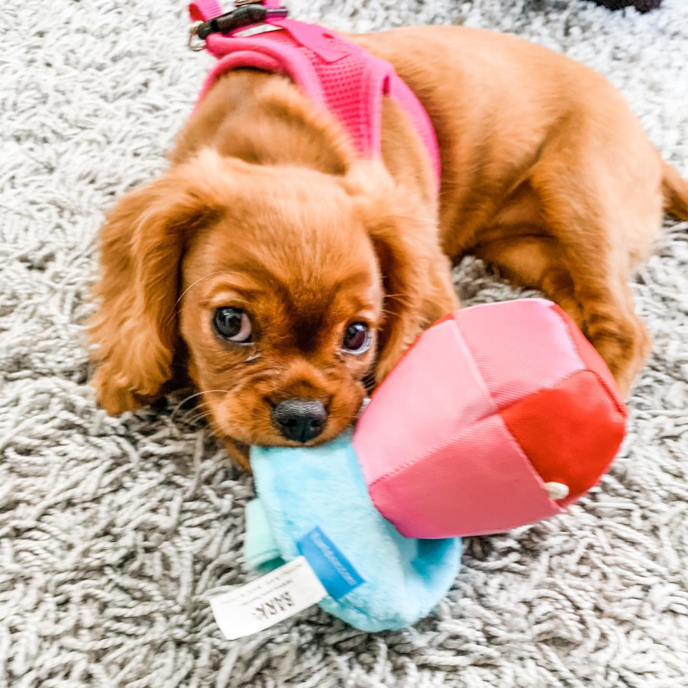 Energetic Cavalier King Charles Spaniel Purebred Pup