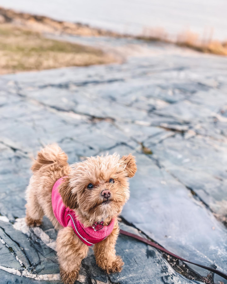 Maltipoo Being Cute