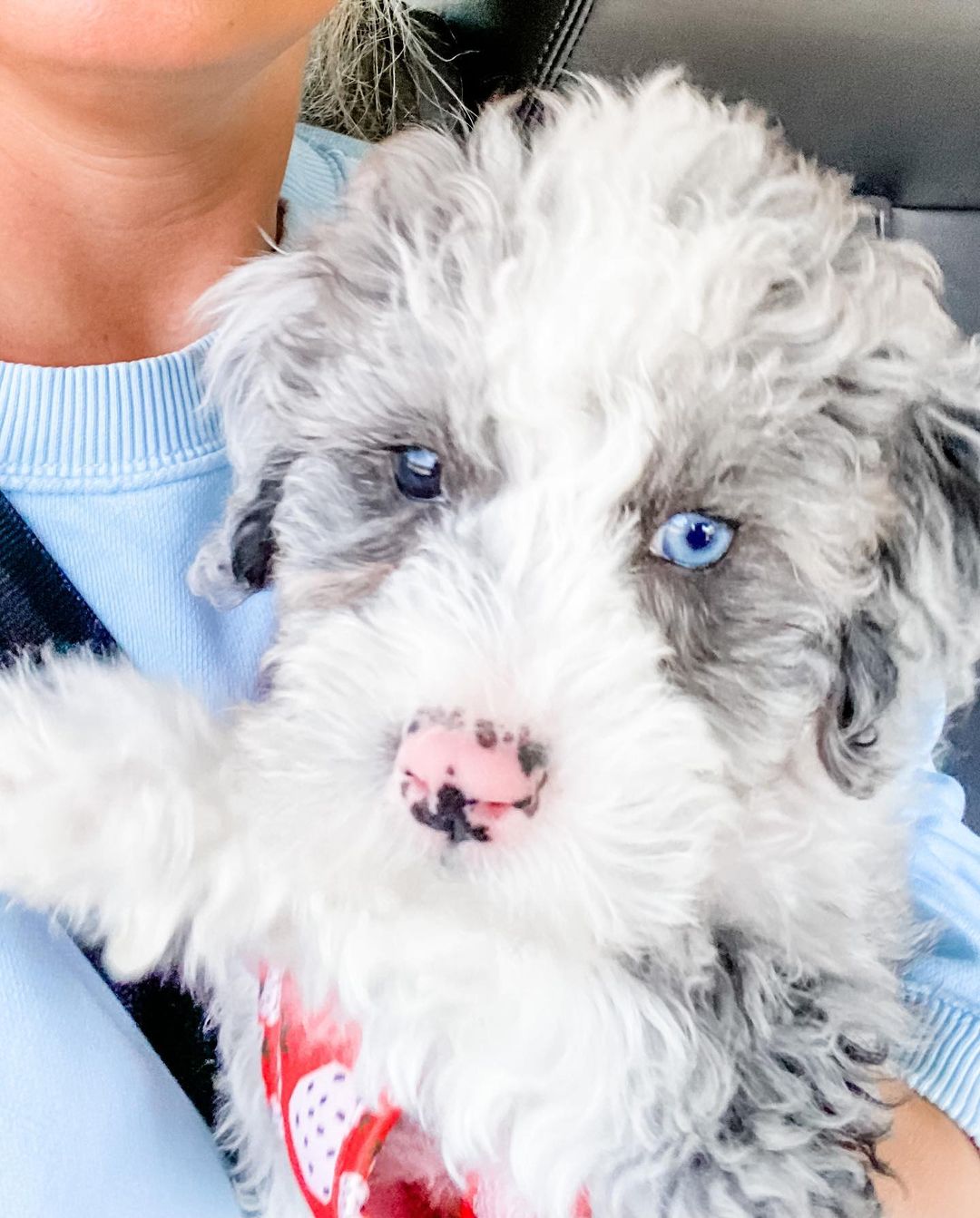 Sheepadoodle with fashion blue eyes