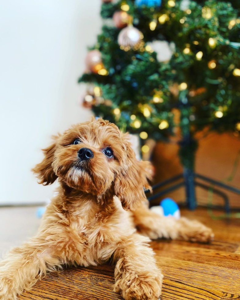 Adorable Cavoodle Poodle Mix Pup