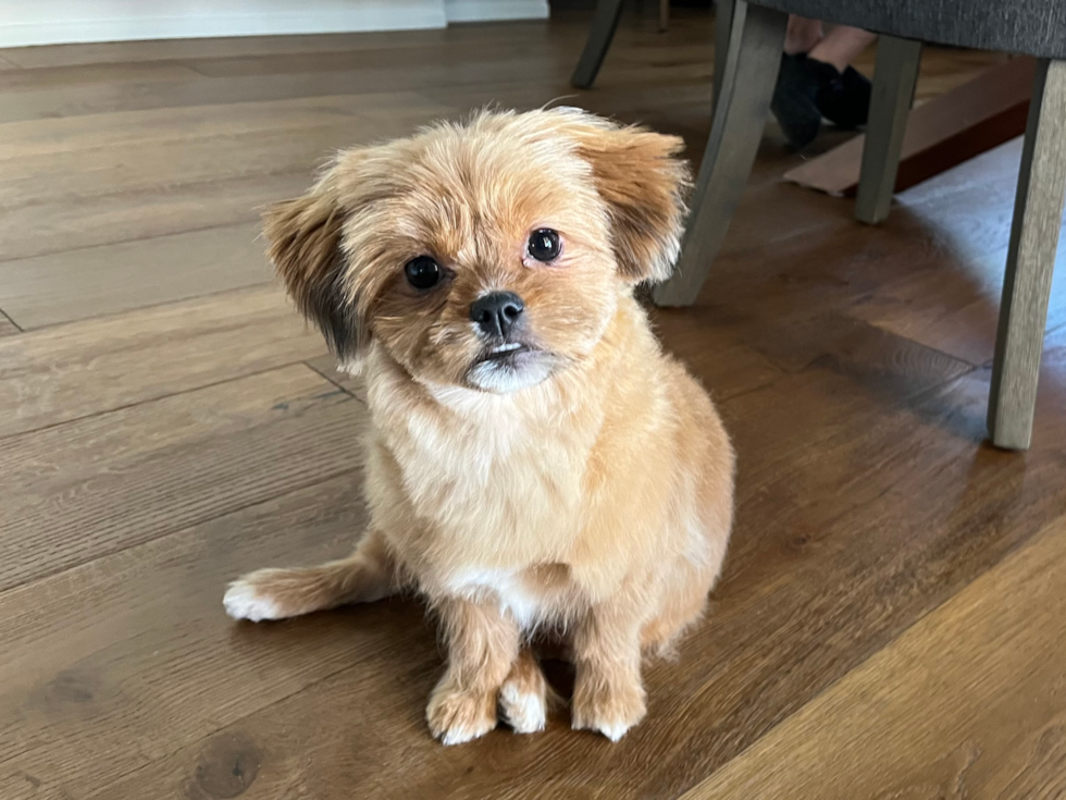 Shih Pom Pup