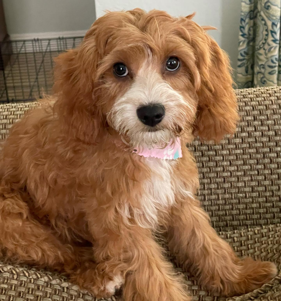 Hypoallergenic Cavoodle Poodle Mix Pup