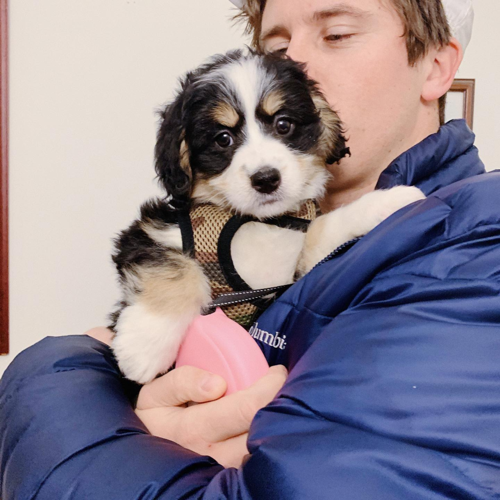 Cute Mini Bernedoodle Pup in Jersey City NJ