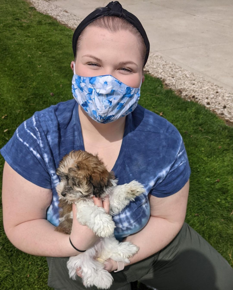 St Clairsville Havanese Pup