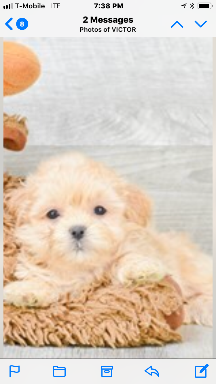 Teddy Bear Puppy for Adoption
