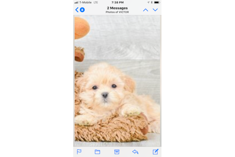 Teddy Bear Puppy for Adoption