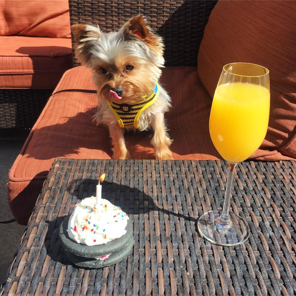 Yorkshire Terrier Being Cute