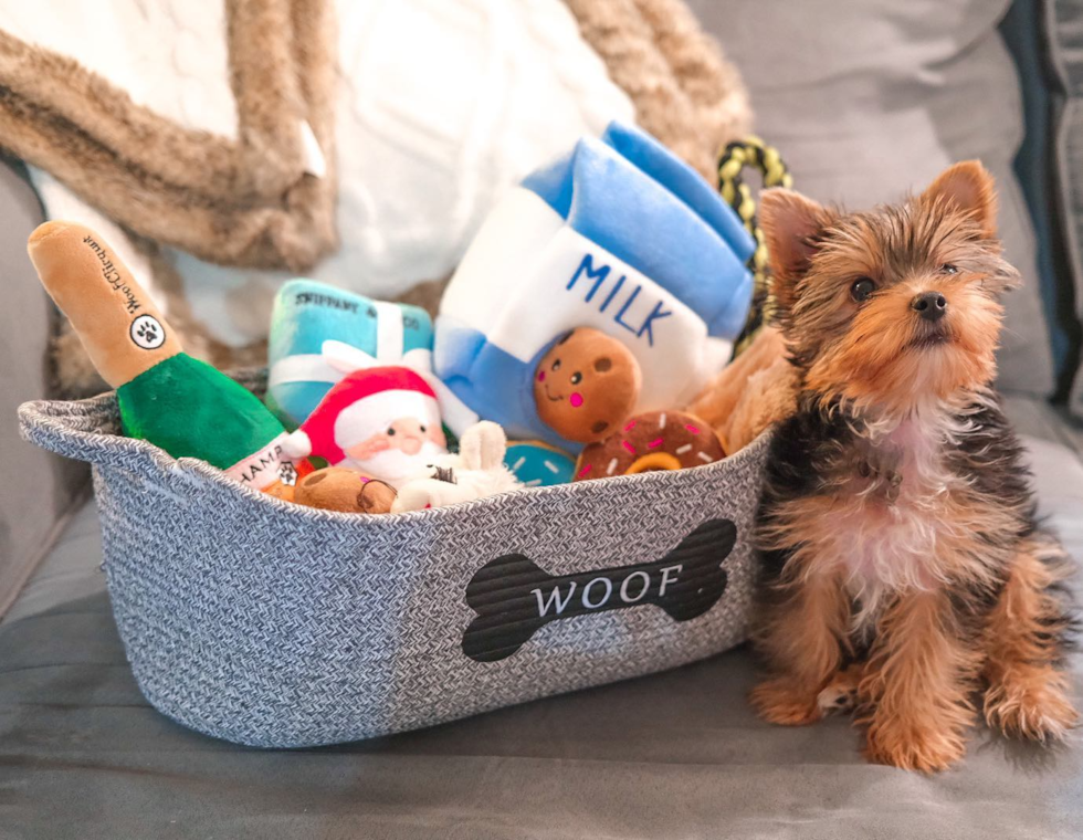 Popular Yorkshire Terrier Purebred Pup