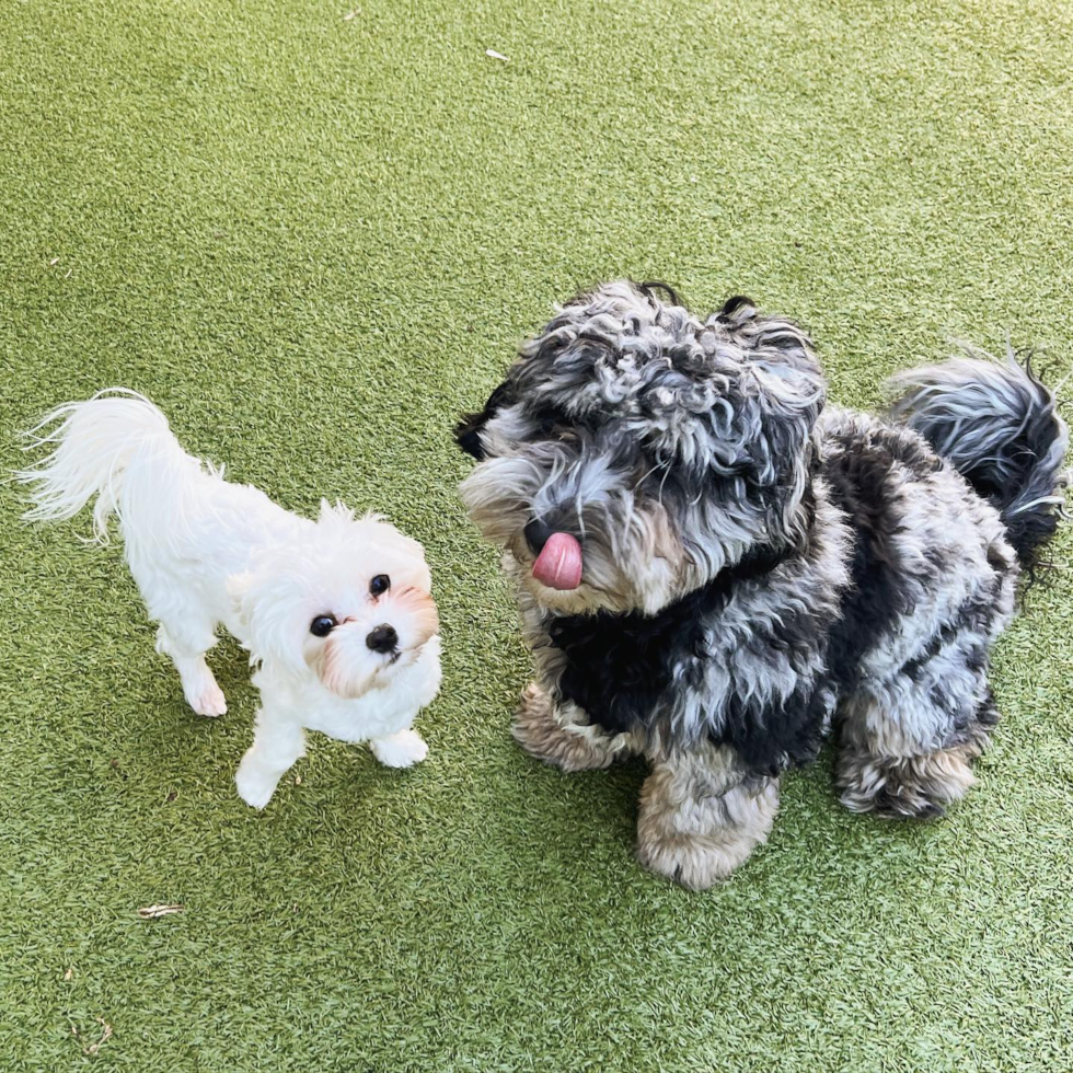 Louisville Mini Sheepadoodle Pup