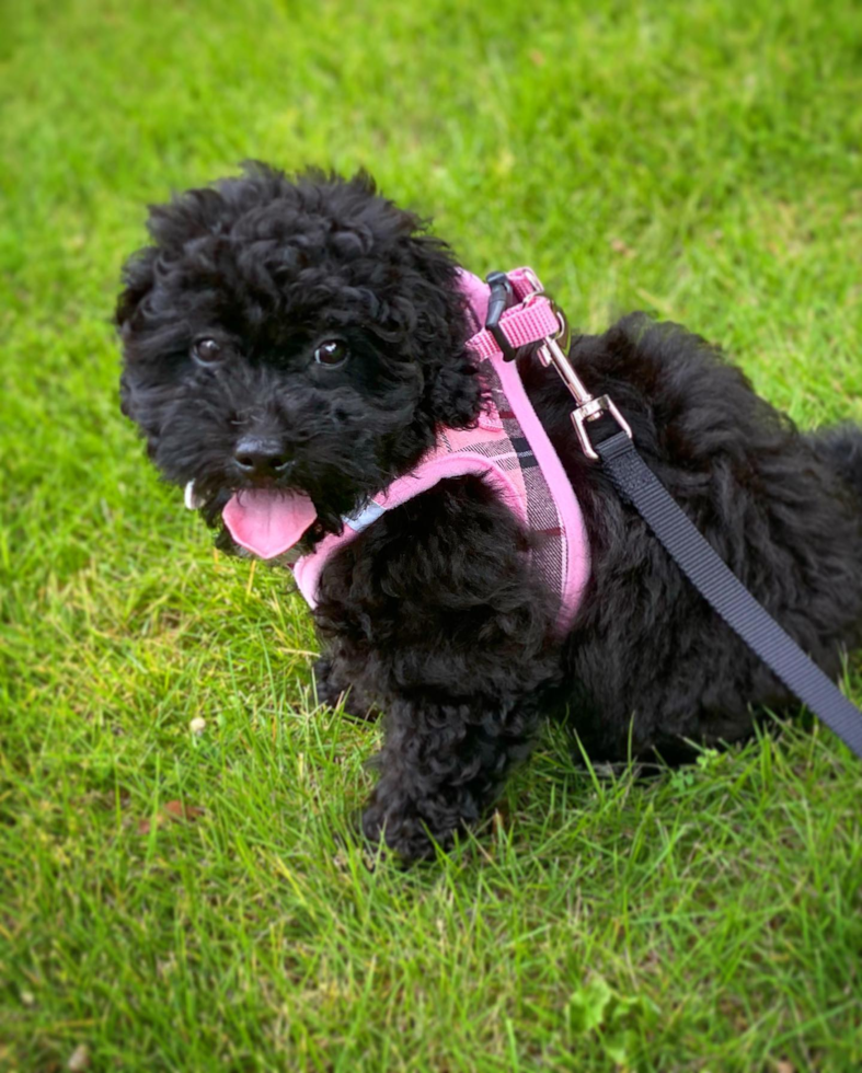 Petite Havapoo Poodle Mix Pup