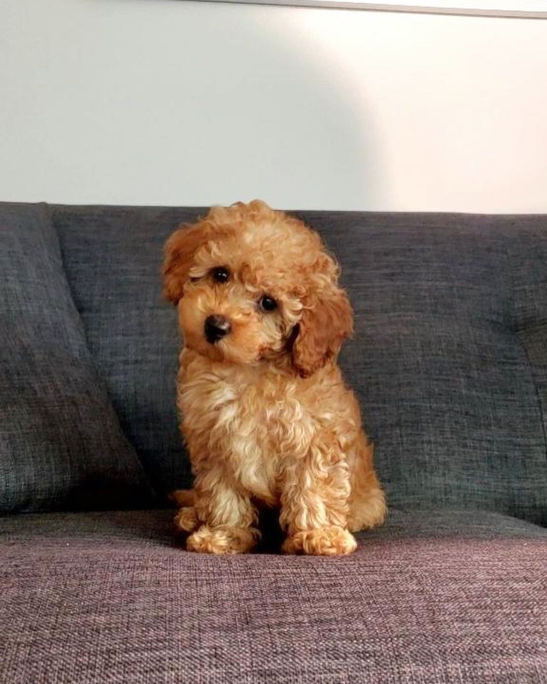 Fluffy Cavapoo Poodle Mix Pup