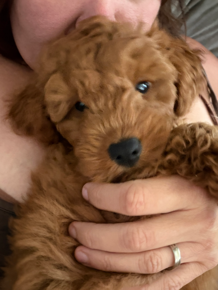 Popular Mini Goldendoodle Poodle Mix Pup