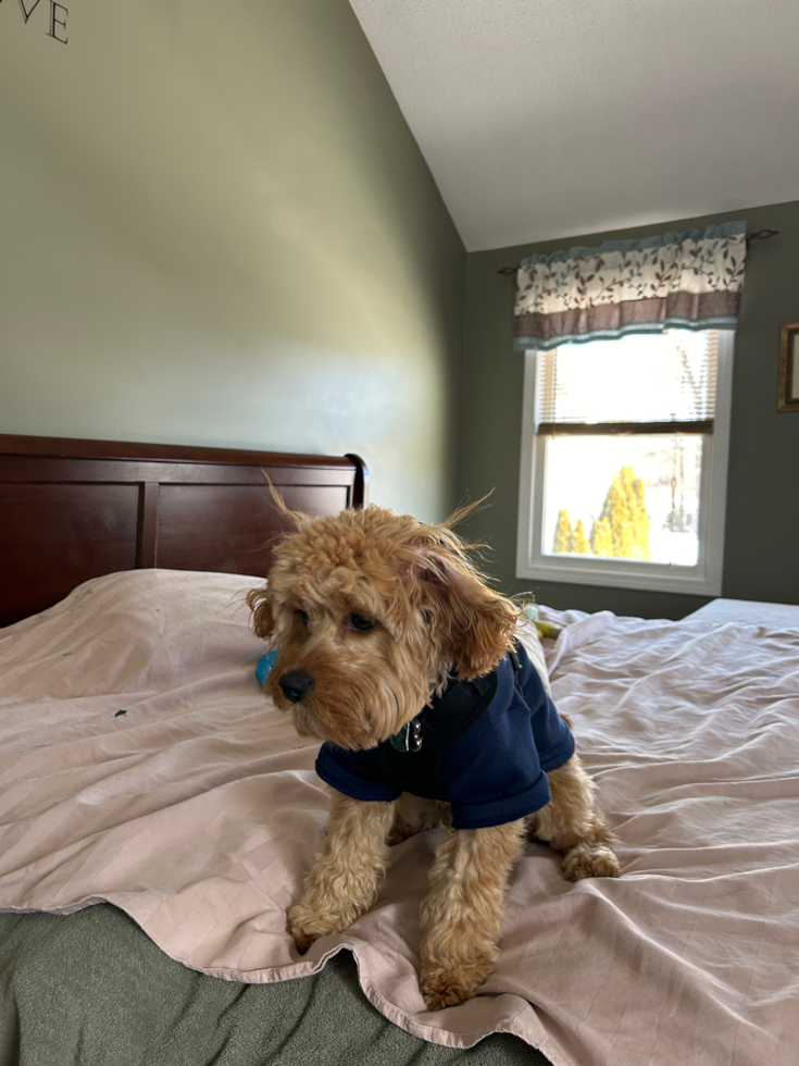 Smart Cavapoo Poodle Mix Pup