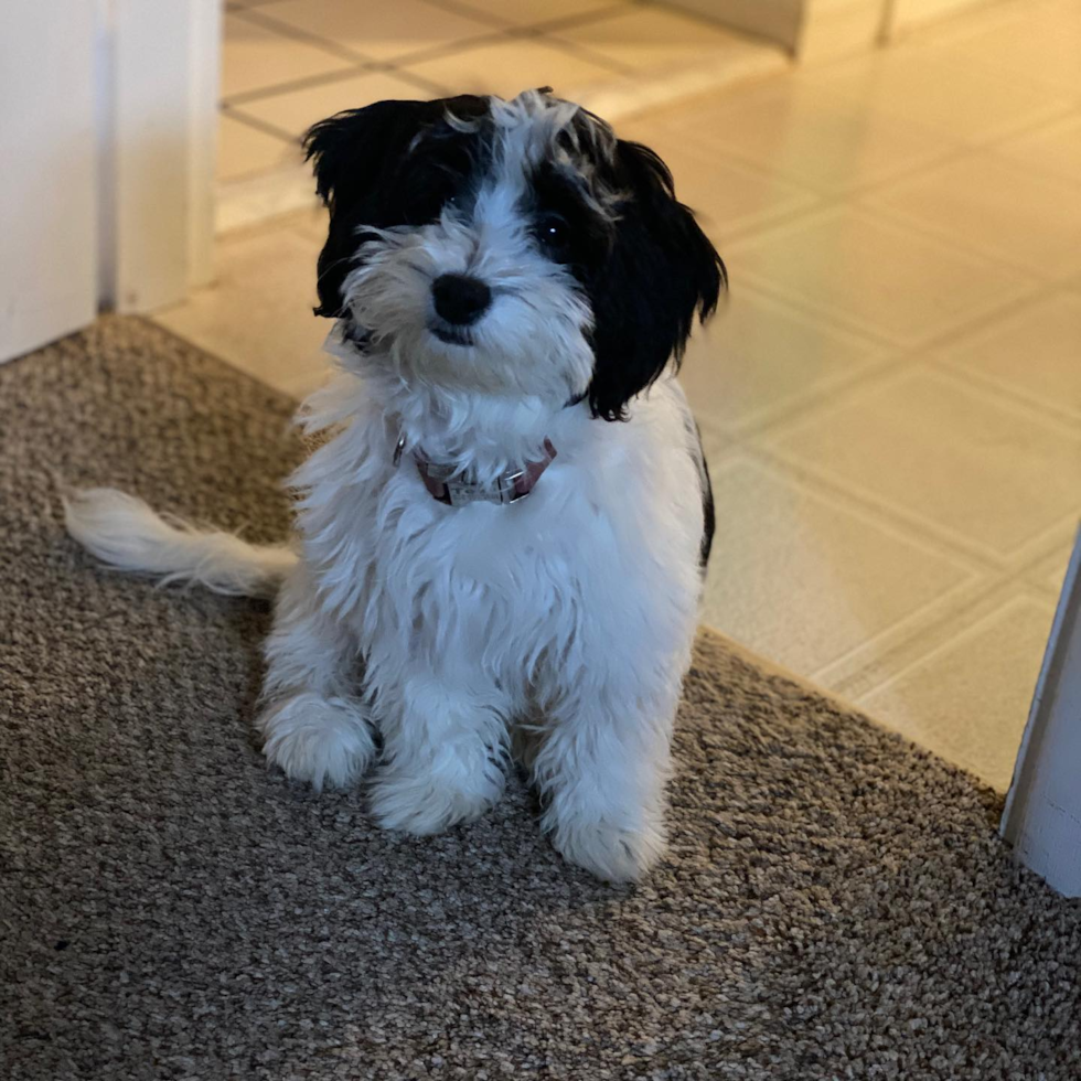 Smart Havanese Purebred Pup