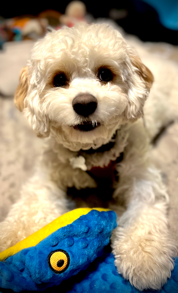 Cute Mini Bernedoodle Pup