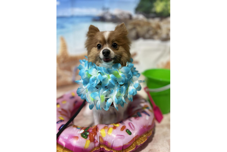 Pomeranian Puppy for Adoption