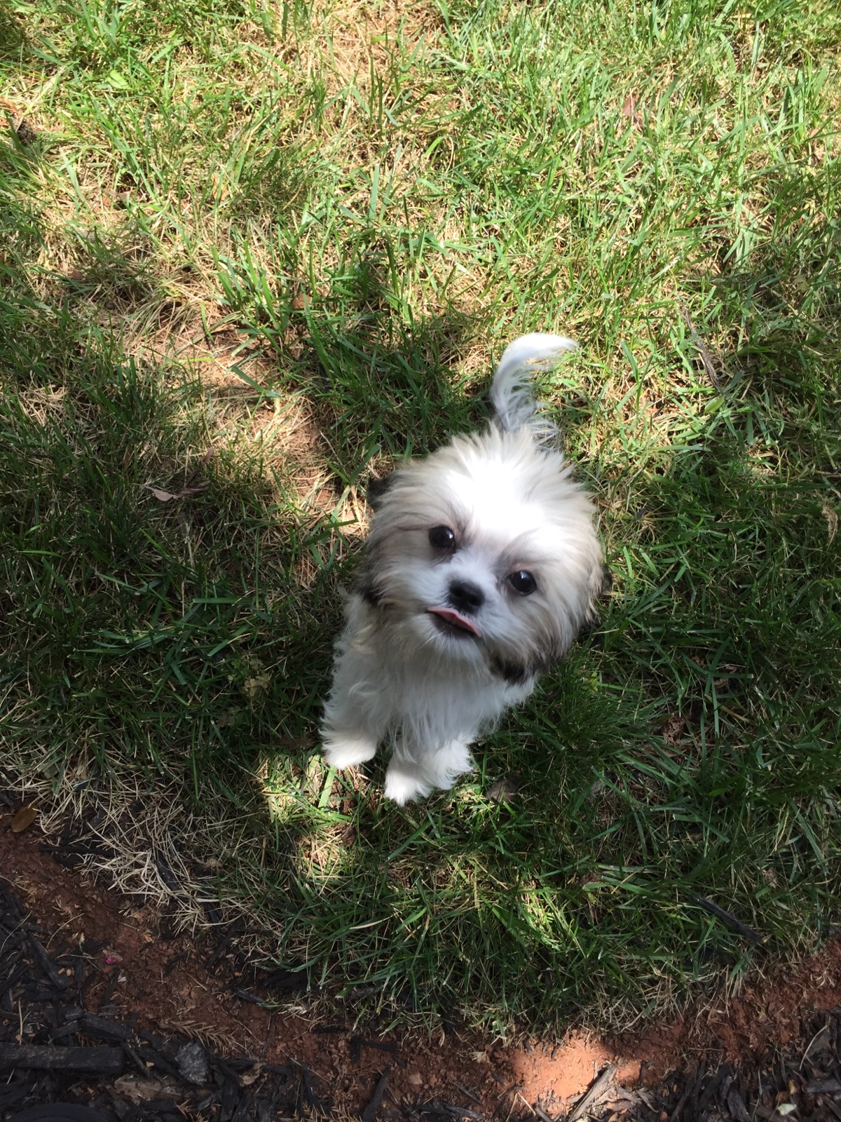Adorable Shitzu Designer Puppy