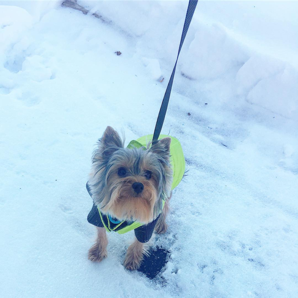 Yorkshire Terrier Being Cute