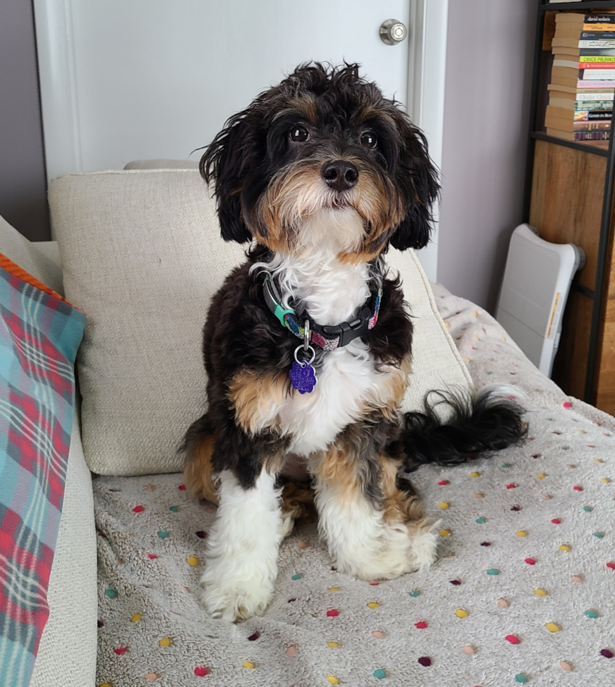 Mini Bernedoodle Being Cute