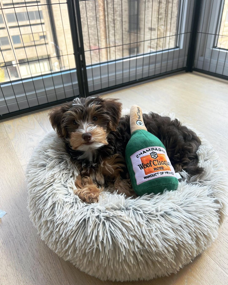 BROOKLYN Yorkie Poo Pup