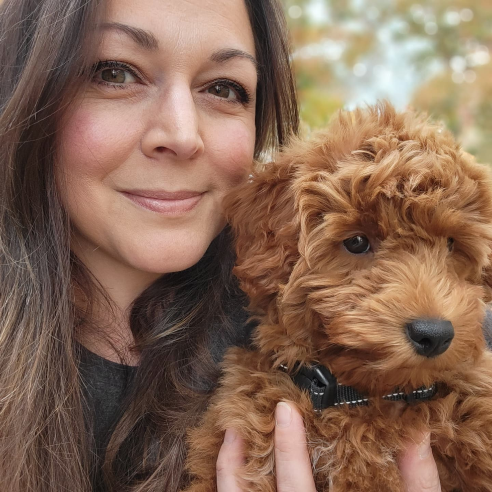 Cute Mini Goldendoodle Pup in Cape May NJ