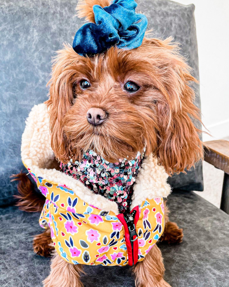 Little Cavoodle Poodle Mix Pup