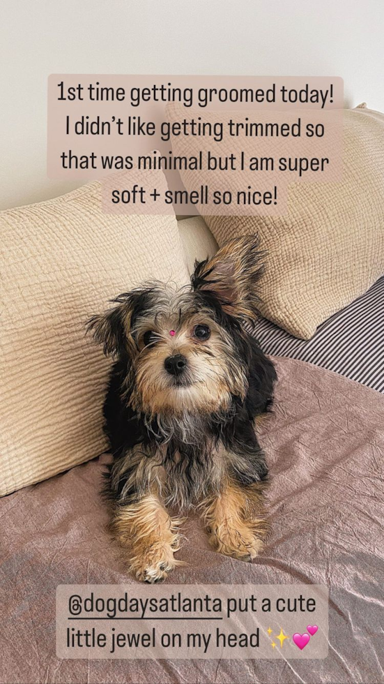 Funny Morkie Designer Pup