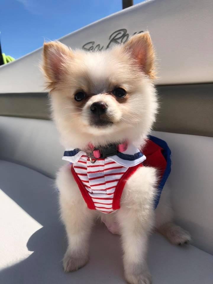 Adorable Pomeranian Purebred Puppy