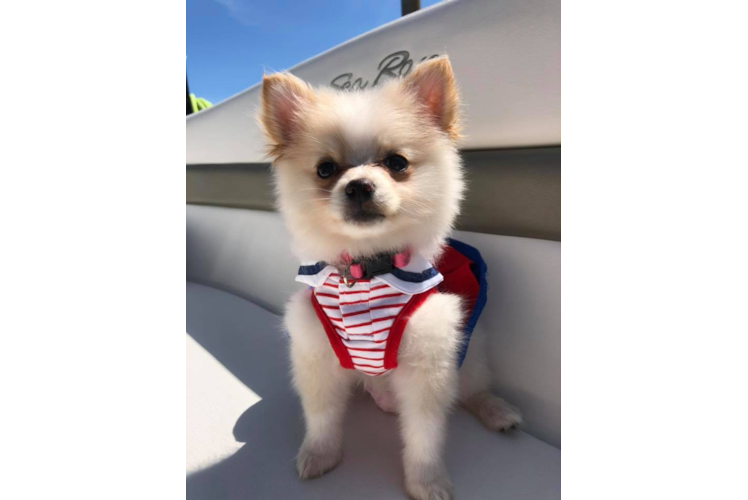 Adorable Pomeranian Purebred Puppy