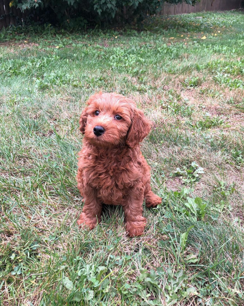 Popular Mini Goldendoodle Poodle Mix Pup