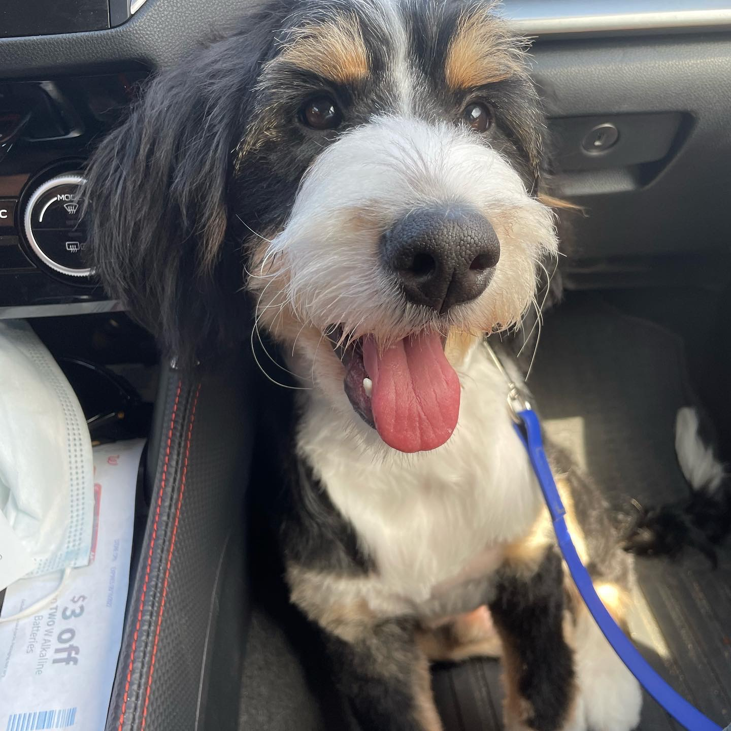 Petite Mini Bernedoodle Poodle Mix Pup