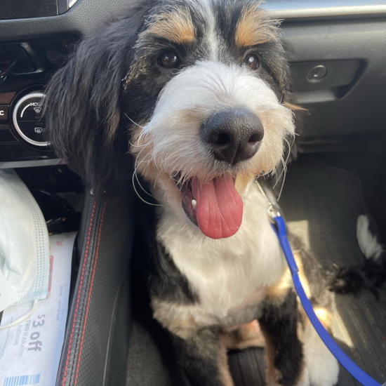 Adorable Mini Berniedoodle Poodle Mix Pup