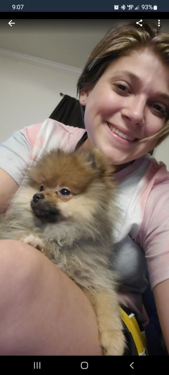 Pomeranian Being Cute