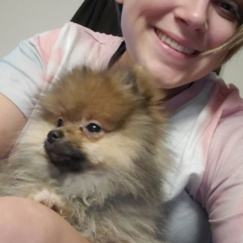 Pomeranian Being Cute