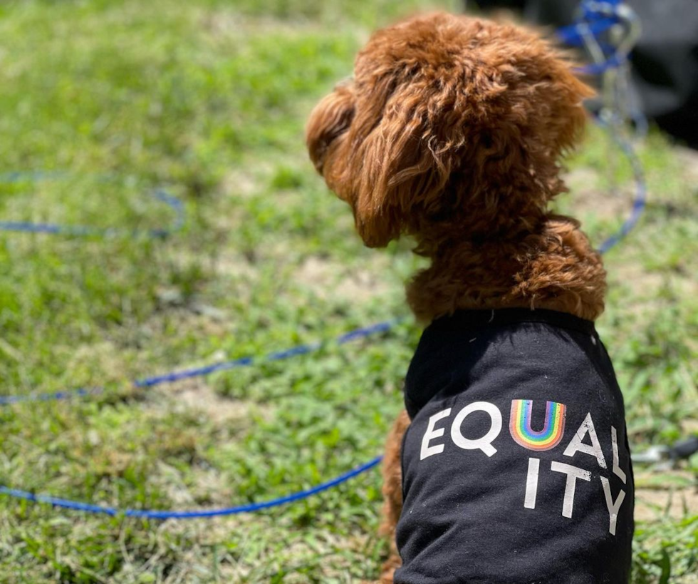 Popular Cavapoo Poodle Mix Pup