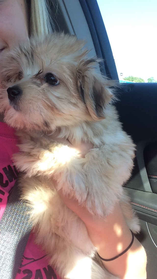 Morkie Pup Being Cute