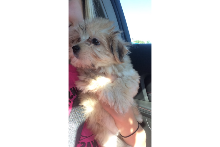 Morkie Pup Being Cute