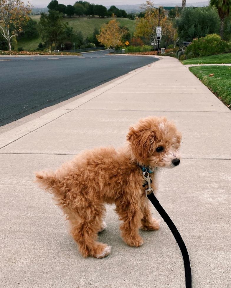 Smart Poochon Poodle Mix Pup