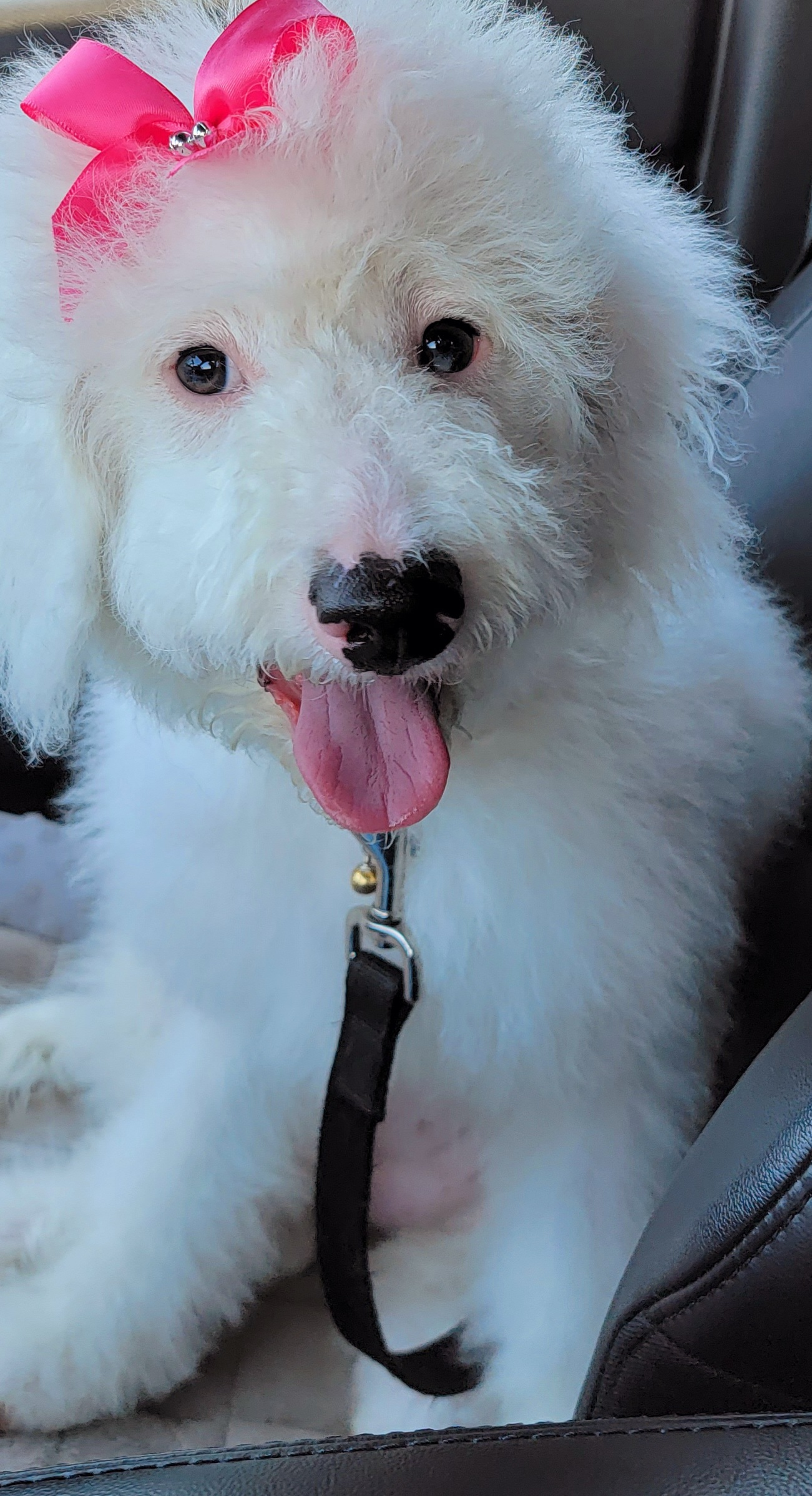 Popular Mini Bernedoodle Poodle Mix Pup