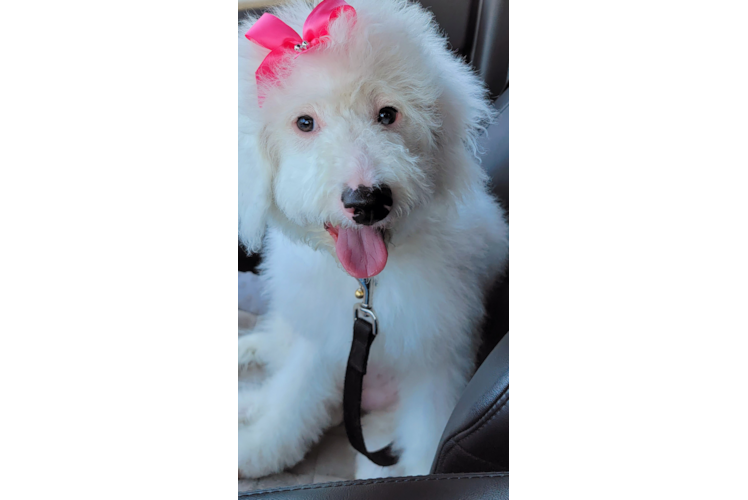 Popular Mini Bernedoodle Poodle Mix Pup