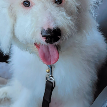 Friendly Mini Bernedoodle Pup in Sun City AZ