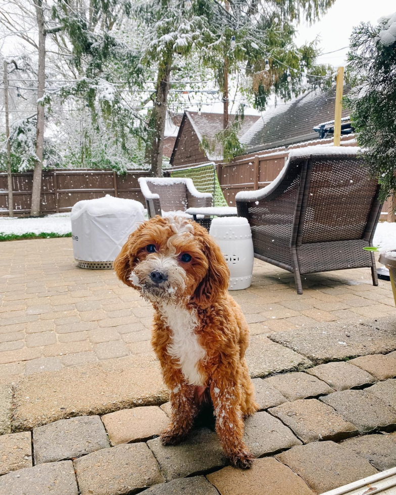 Energetic Cavoodle Poodle Mix Pup