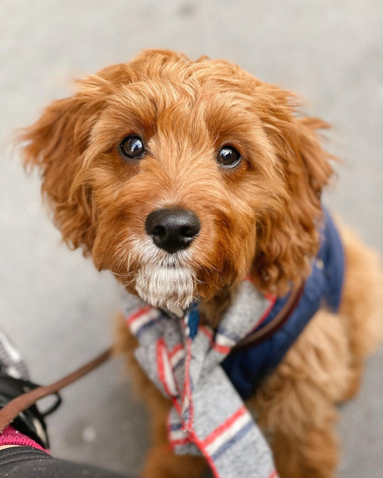 Smart Cavapoo Poodle Mix Pup