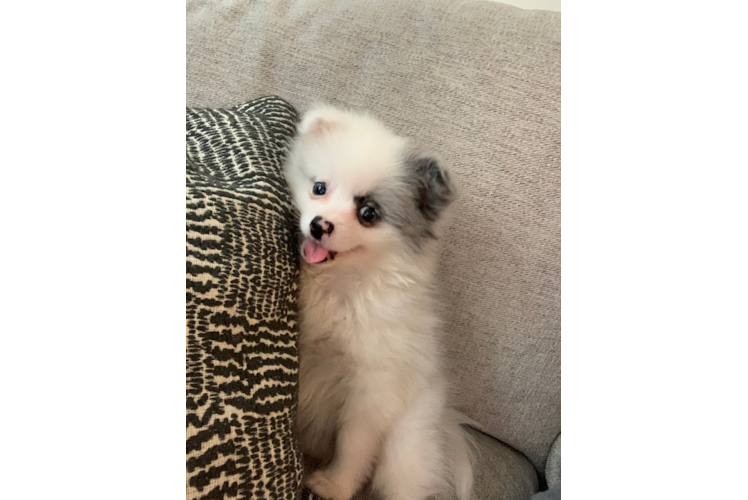 Best Pomeranian Baby