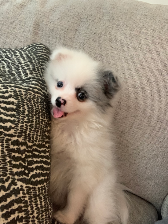 Akc Registered Pomeranian Purebred Pup